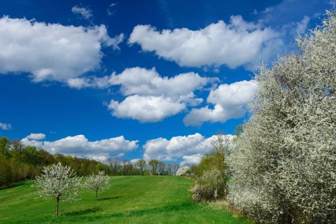 Flowering fruit trees in spring landscape