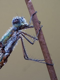 Dragonfly