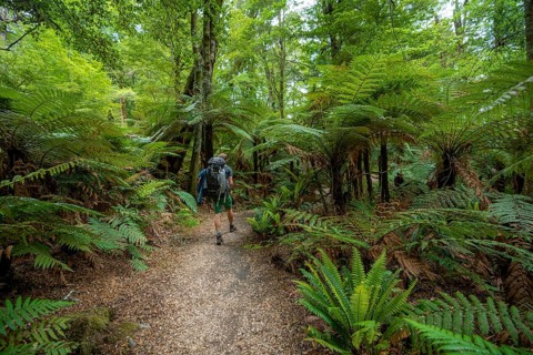 Hiker on a hiking trail through forest with ferns and Tree fern