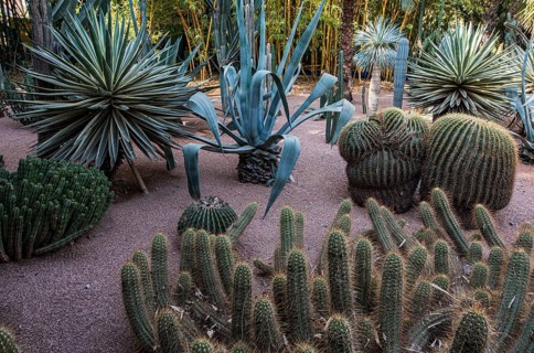 Cacti