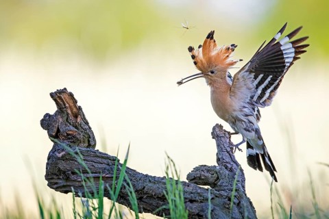 Hoopoe