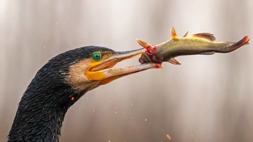 Great cormorant
