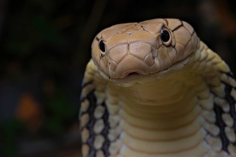 King Cobra