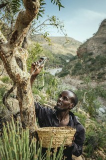Incense farmer Musa harvesting incense