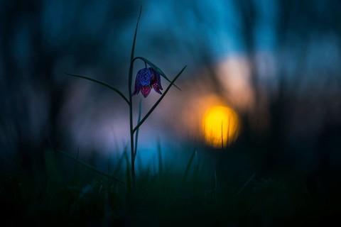 Snake's Head Fritillary