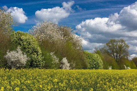 Flowering trees at the rape field in spring