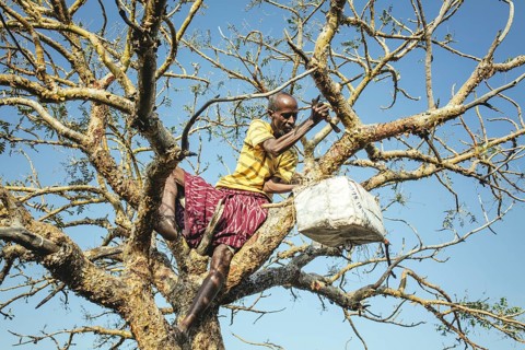 Incense farmer Said during the incense harvest