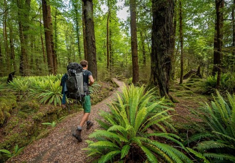 Hiker on trail through forest with ferns