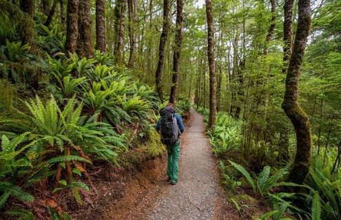Hiker on trail through forest with ferns