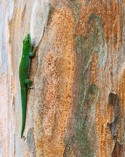 Small day gecko