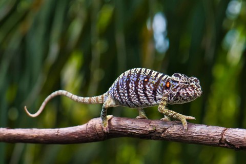 Chameleon female