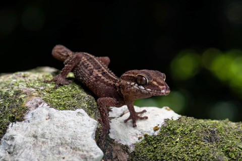 Bighead gecko
