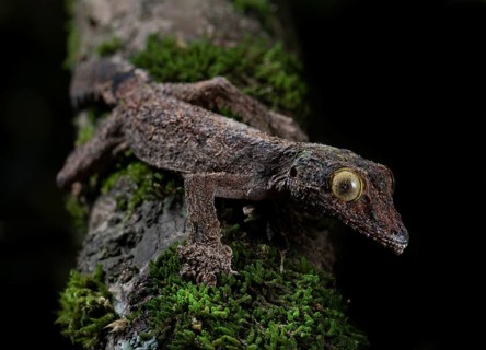 Flat-tailed gecko