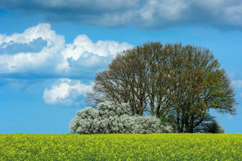 Oaks with flowering hedge in a rape field