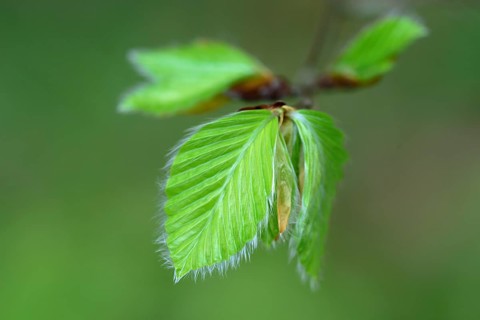 Leaf of a beech