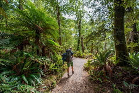 Hiker on a hiking trail through forest with ferns and Tree fern