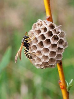 Field wasp