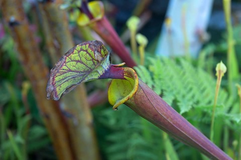 Sarracenia flava