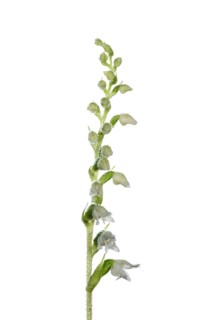 Goodyera repens