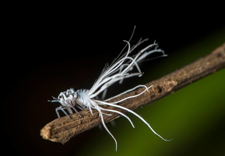 Late larval stage of a nymph of the pointed cicada