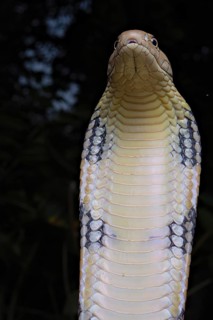 King Cobra