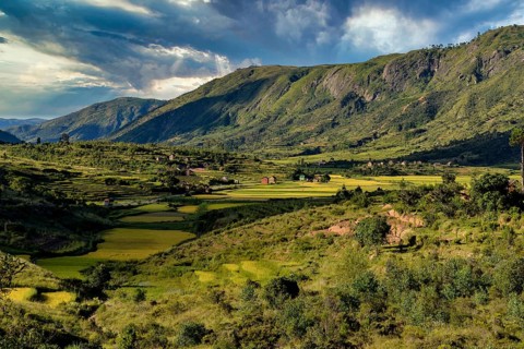 Rice fields in the highlands of Madagascar