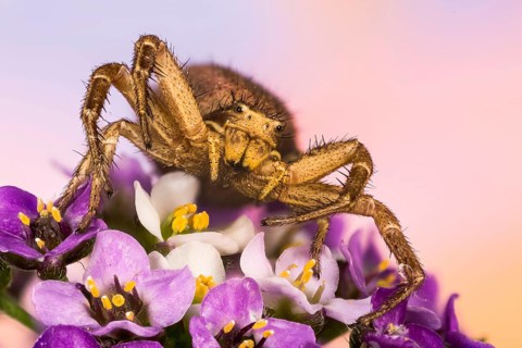 Macro Focus Stacking portrait of Common Crab Spider