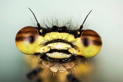 Macro Fucus Stacking portrait of male of Large Red Damselfly
