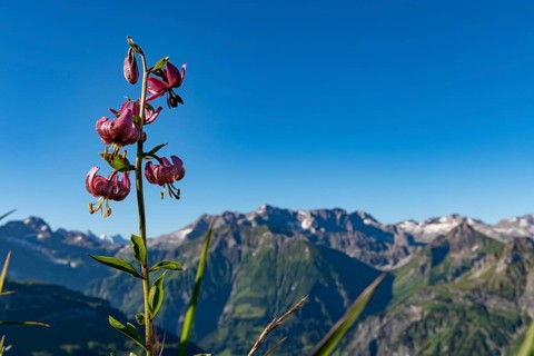 Martagon lily a
