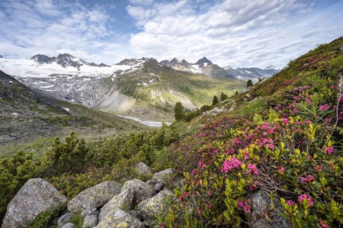Pink alpine roses in front of mountains on the Berliner Hoehenweg