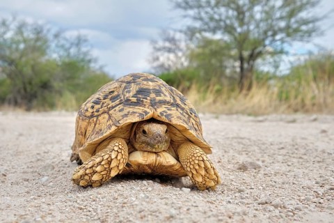 Leopard tortoise