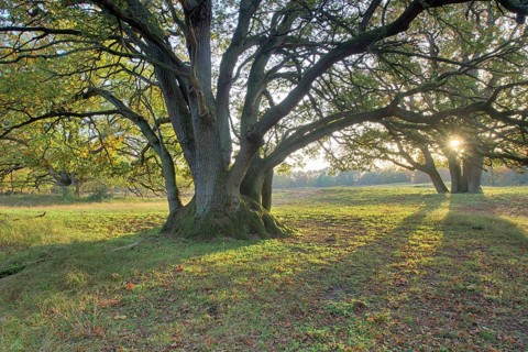 Wood pasture oak