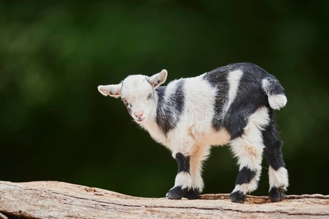 Domestic goat