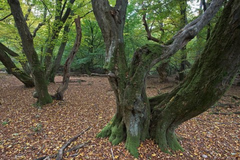 Old European hornbeams