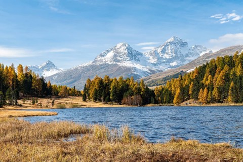 Autumnal larches with snow-covered mountain peaks on Lake Staz