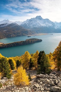 Autumnal larch forest with snow-covered mountains