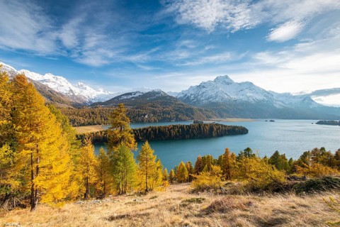 Autumnal larch forest with snow-covered mountains