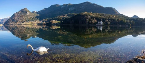 Swan