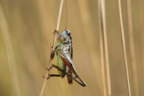 Roesel's bush-cricket