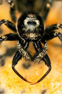 Macro Focus Stacking portrait of male of Jumping Spider