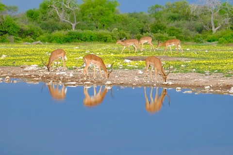 Black-faced Impalas