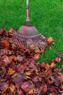 Leaf raking and autumn foliage