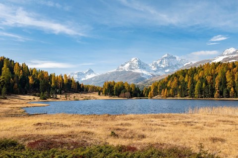 Autumnal larches with snow-covered mountain peaks on Lake Staz