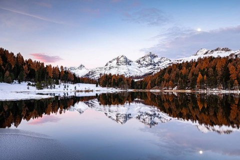Autumnal larches with snow-covered mountain peaks are reflected in Lake Staz