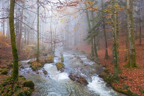 Zellerache flows through autumn forest in morning fog