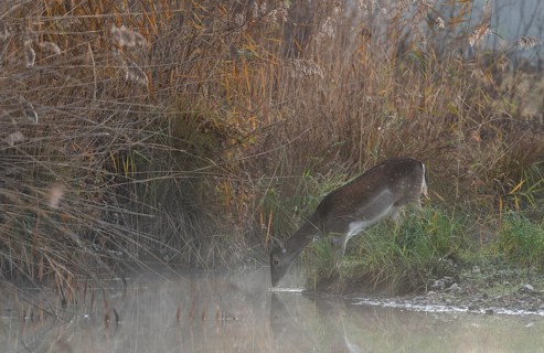 Fallow deer cow