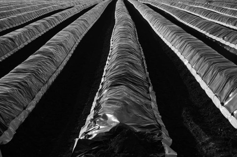 Cover foil on asparagus field in backlight