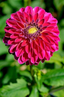 Decorative dahlia