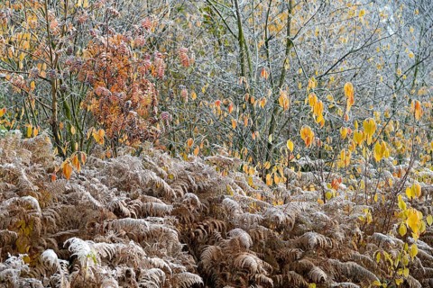 European rowan