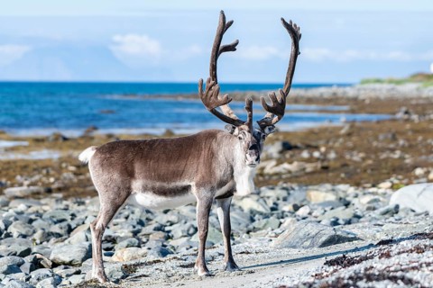 Reindeer